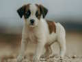 Cluiche Jigsaw Jack Russell  ar líne