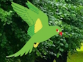 Cluiche Parrot Faigh an Nead  ar líne