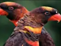 Cluiche Jigsaw Parrot Oráiste  ar líne
