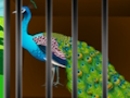 Cluiche Saor in aisce an áilleacht caged  ar líne