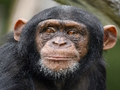 Cluiche Jigsaw Chimpanzee  ar líne