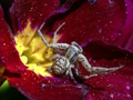 Cluiche Jigsaw Spider Phortáin  ar líne