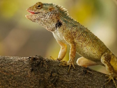Cluiche Jigsaw Gairdín Lizard  ar líne