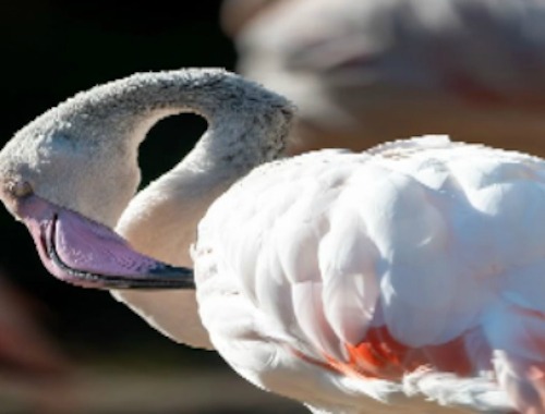 Cluiche Jigsaw Éan Flamingo  ar líne