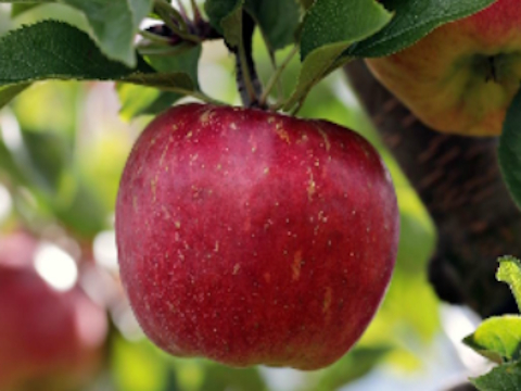 Cluiche Apple dearg aibí ar chrann jigsaw crann  ar líne