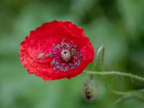 Cluiche Jigsaw bláth Poppy Nature  ar líne